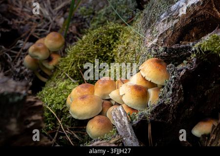 Gruppierte Wildpilze wachsen auf einem alten Baumstumpf, der mit grünem Moos bedeckt ist. Die abgerundeten glatten Hüte zeigen gelbe und orangefarbene Farben. Stockfoto