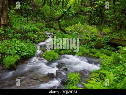 Wasser fließt über Felsen in einem üppigen Wald in grünen Bergen im Regen Stockfoto
