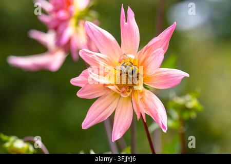 Nahaufnahme einer flauschigen Hummel, die Pollen in einer rosa sternförmigen Stern-Dahlia mit offenem gelbem Zentrum sammelt, die im Sommer blüht Stockfoto