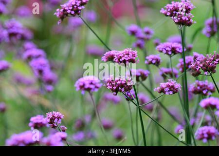 Nahaufnahme von schönen lila Verbena bonariensis-Blüten, die an schlanken grünen Stängeln im Freien auf einer offenen Wiese im hellen Sommerlicht blühen. Stockfoto