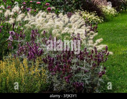 Eine Kombination aus Blumen und Pflanzen in einem Blumenbeet, darunter Gelbe Kolibri-Minte, Salbei, Federgras und Datura-Blüten. Nahaufnahme. Stockfoto