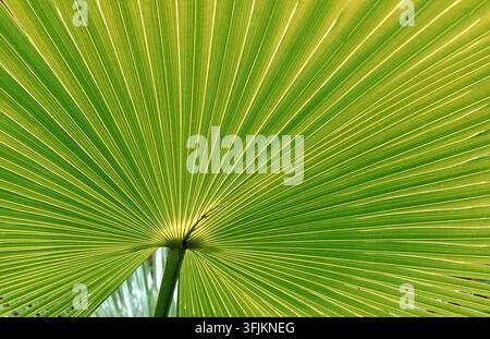 NAHE AUFNAHME DES LEBENDIGEN MUSTERS UND DER STRUKTUR EINES GRÜNEN PALMENBLATTS ODER FANKRONENS. AUSTRALIEN. Stockfoto