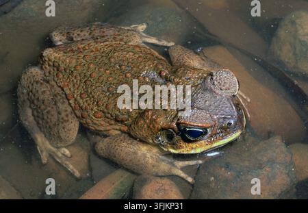 AUSTRALISCHER RIESENFROSCH (RHINELLA MARINA) RUHT ZWISCHEN STEINEN IN FLACHWASSER, WESTAUSTRALIEN. Stockfoto