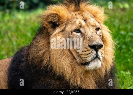 Majestätisches Porträt eines Löwenmannes mit vollem Hauptmann Stockfoto