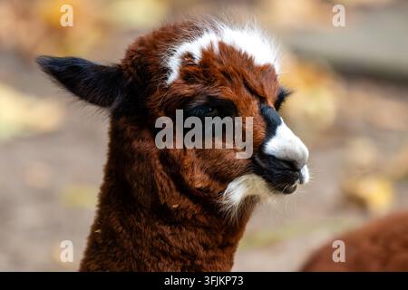 Nahaufnahme-Porträt einer braun-weißen Alpaka Stockfoto