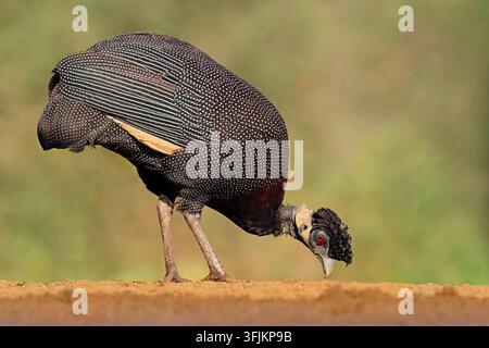 Eine südliche Haubenperlhuhn (Guttera edouardi) bei der Nahrungsaufnahme im natürlichen Lebensraum, Südafrika Stockfoto