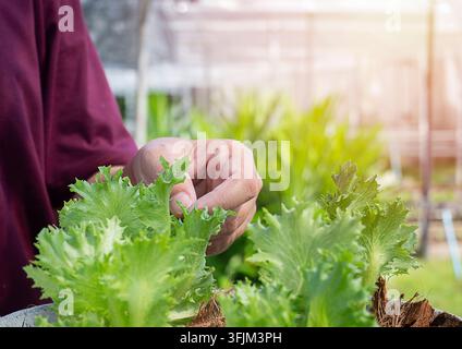 Hand eines Bauern, der Gemüse bearbeitet oder die Pflanzenwachstum pflegt Hydroponisch organisch im Gewächshaus. Hydroponisches Agrarsystem. Kleines Geschäft conc Stockfoto