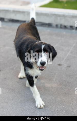 schwarz-weißer drahtiger Mischlingshund geht auf Asphalt im weichen Tageslicht auf die Kamera zu Stockfoto