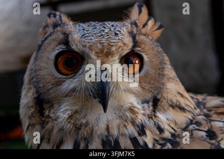 Eine Uhus-Eule starrt mit hellorangen Augen nach vorne. Dieses Nahaufnahme-Porträt zeigt detaillierte Federstrukturen. Stockfoto