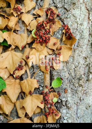 Großer Schwarm roter und schwarzer Feuerwanzen (Pyrrhocoris apterus), die auf getrockneten gelben Efeublättern und strukturierter Baumrinde kriechen und sich zusammendrängen i Stockfoto