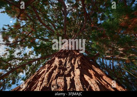 Blickt an der strukturierten Rinde eines massiven Sequoia-Riesenbaums hinauf zu den sich ausbreitenden grünen Kronenzweigen vor einem klaren blauen Sommerhimmel. Stockfoto