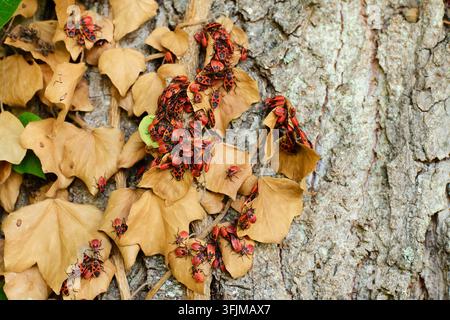 Großer Schwarm roter und schwarzer Feuerwanzen (Pyrrhocoris apterus), die auf getrockneten gelben Efeublättern und strukturierter Baumrinde kriechen und sich zusammendrängen i Stockfoto
