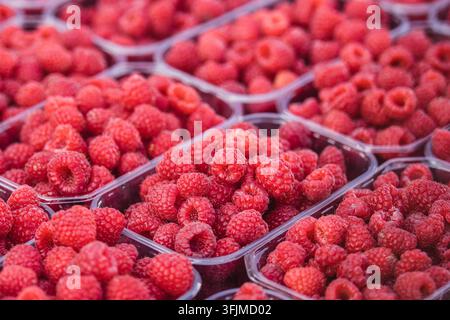Frische Himbeeren, die in kleinen Plastikbehältern arrangiert sind, bereit für den Verkauf in einem Obst- und Gemüsemarkt Stockfoto