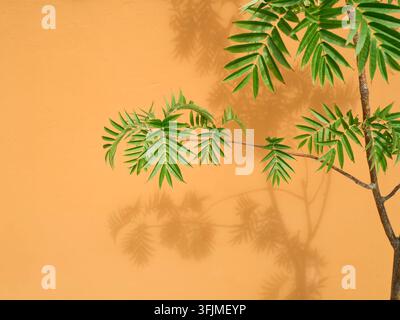 Sonnendurchflutete grüne Blätter werfen Schatten auf eine orangefarbene Wand Stockfoto