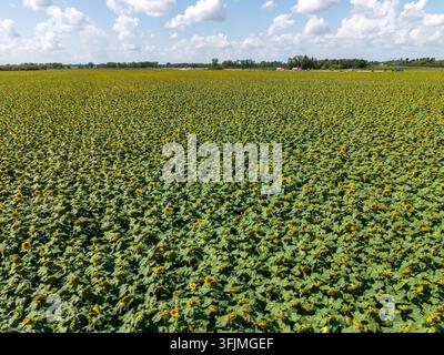 Luftbild eines Sonnenblumenfeldes Stockfoto