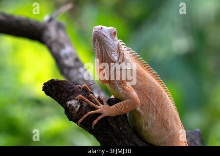 Eine lebhafte rote Iguana ruht auf einem Ast im Dschungel Stockfoto