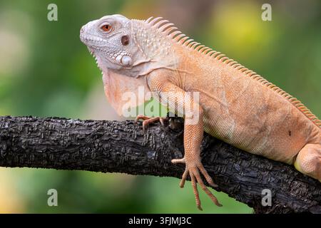 Nahaufnahme des Profils einer Albino-Iguana auf einem Ast Stockfoto
