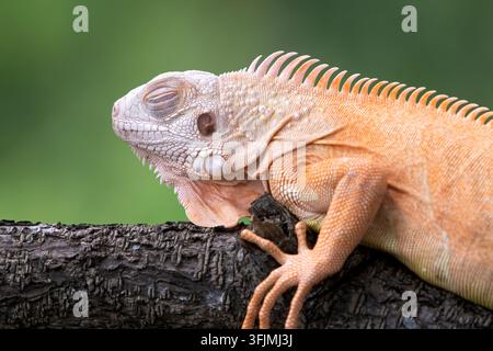 Schlafende orangefarbene Albino-Iguana auf einem Ast Stockfoto