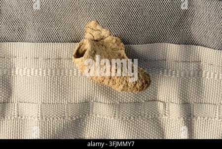 Lehmnest einer einsamen asiatischen Lehmwespe oder Töpferwespe (Sceliphron curvatum) an einem Vorhang in einem Haus, zu Hause Stockfoto