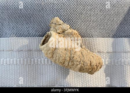Röhrenförmiges Lehmnest einer einsamen asiatischen Lehmwespe oder Töpferwespe (Sceliphron curvatum) an einem Vorhang drinnen zu Hause. Stockfoto