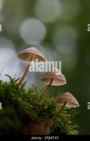 Gruppe von kleinen braunen Pilzen, die zusammen in einem moosigen Herbstwald wachsen Stockfoto