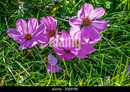 Lila Blüten des Cosmos bipinattus schmiegen sich zwischen grünes Gras. Stockfoto