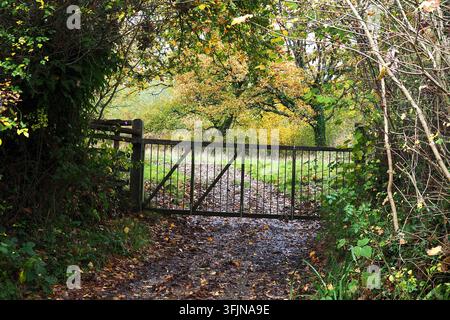 Feldtor abseits der Mount Pleasant Lane, Kingcombe Meadows National Nature Reserve, Dorset, UK Stockfoto