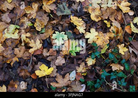 Ahornblatt im Herbst, Kingcombe Meadows National Nature Reserve, Dorset, UK Stockfoto