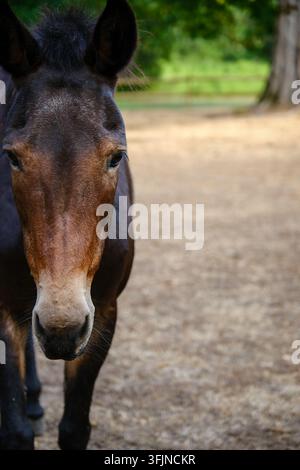 Frontporträt eines schönen Pferdes Stockfoto