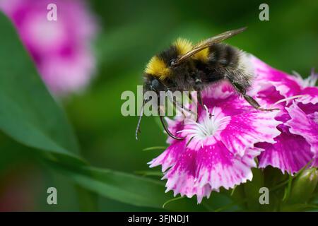 Gartenmaulwurf (Bombus hortorum) mit ausgestrecktem Rüssel auf einer Sweet William Stockfoto