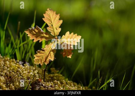 Standortbeständiger Eichenkeimling im Gegenlicht auf moosigem Waldboden im Frühling Neues Wachstum Junger Eichensetzling Stockfoto