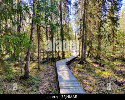 Ein malerischer Holzsteg windet sich durch einen üppigen und lebendigen Frühlingswald in Lappland, Finnland, umgeben von hohen Kiefern und Birken, der Stockfoto