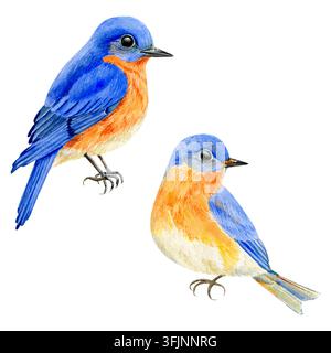Premium handgefertigtes Aquarellset mit Blaubirds. Schönes Vogel-Element für Projekte. Stockfoto