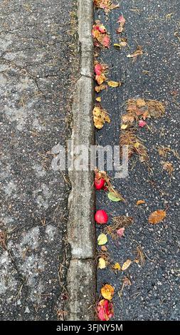 Gefallene rote Äpfel und Herbstblätter neben dem Straßenrand auf nassem Asphalt Stockfoto