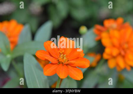 Helle orangefarbene Zinnie blüht in einem Hausgarten mit detaillierten geschichteten Blütenblättern. Stockfoto