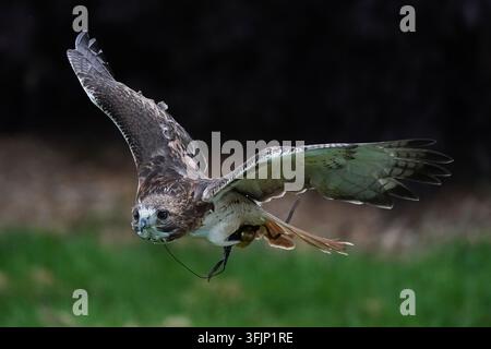Rotschwanzbussard im Flug. Stockfoto