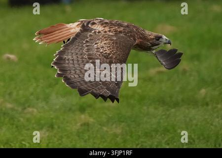 Rotschwanzbussard im Flug. Stockfoto
