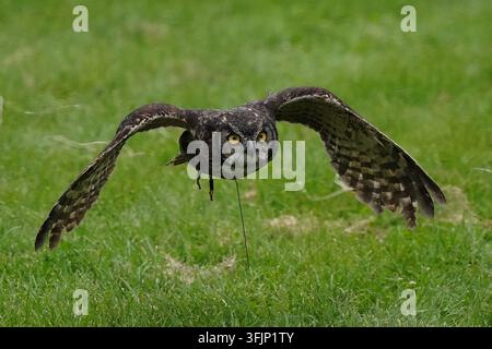 Eurasische Adler-Eule im Flug Stockfoto