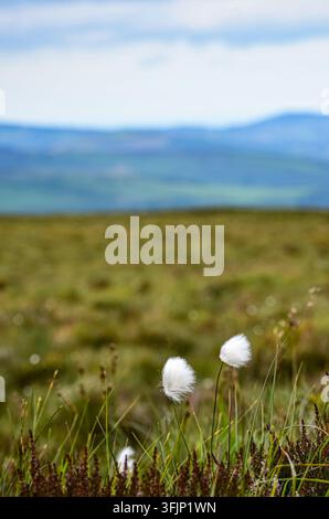 Weiße Wollgrasblüten wachsen auf einer grünen Bergwiese mit sanft verschwommenen Hügeln im Hintergrund. Stockfoto