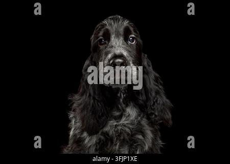 Bezaubernder English Cocker Spaniel Welpe mit weichem lockigem Fell, langen schlaffen Ohren, sanftem neugierigem Blick, geschlossenem Mund, isoliert auf schwarzem Hintergrund Stockfoto
