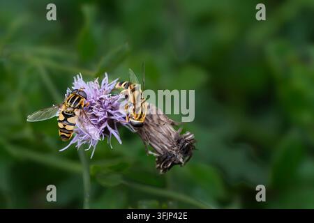 Schwebfliegen auf einer purpurroten Blume im Discovery Nature Sanctuary, Winkler, Manitoba, Kanada. Stockfoto