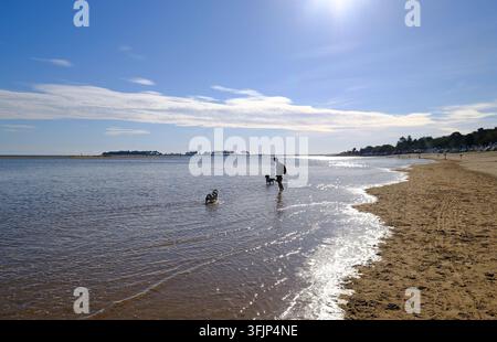 Hundeführer und Hunde im Meer in Wells-next-the-Sea, Nord-Norfolk, England Stockfoto