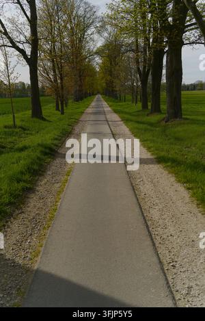Ein langer, gerader gepflasterter Weg erstreckt sich in die Ferne, flankiert von Reihen hoher Bäume und üppigen grünen Wiesen an einem hellen Tag. Stockfoto