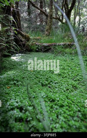 Dichte grüne Bodenvegetation bedeckt den Boden eines ruhigen Waldgebietes, umgeben von Bäumen und abgefallenen Ästen. Stockfoto