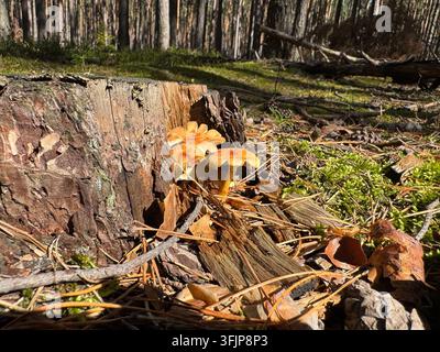 Büschel gelbbrauner Pilze, die auf einem alten Baumstumpf in einem Kiefernwald in der niederschlesischen Region wachsen, Polen Stockfoto