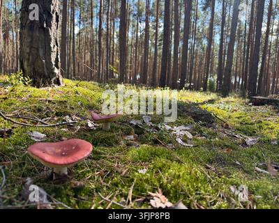 Zwei rote Schmetterlingspilze, die auf grünem Moos in einem sonnendurchfluteten Kiefernwald in Niederschlesien, Polen, wachsen Stockfoto