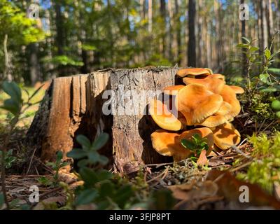 Haufen von orangefarbenen Pilzen, die auf einem alten Kiefernstumpf in einem Wald in der Niederschlesien, Polen wachsen Stockfoto