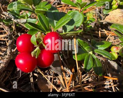Reife rote Preiselbeeren (Vaccinium vitis-idaea) wachsen auf dem Waldboden in einem Kiefernwald, Niederschlesien, Polen Stockfoto