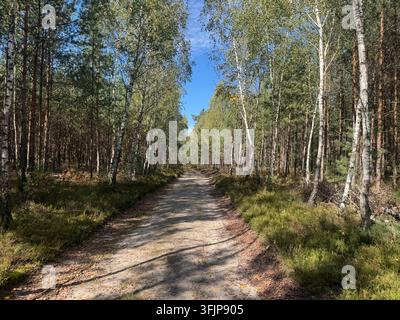 Sandige Waldstraße, die durch einen sonnenbeschienenen Kiefernwald in der Niederschlesien, Polen, führt Stockfoto