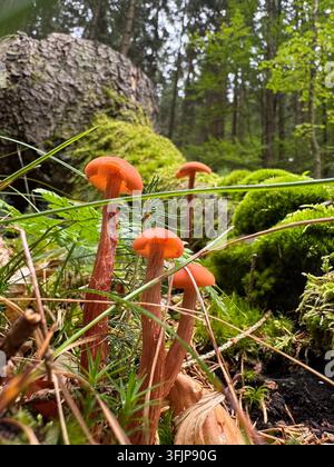 Kleiner orange-brauner Pilz, der zwischen grünem Moos auf dem Waldboden wächst, Niederschlesien, Polen Stockfoto